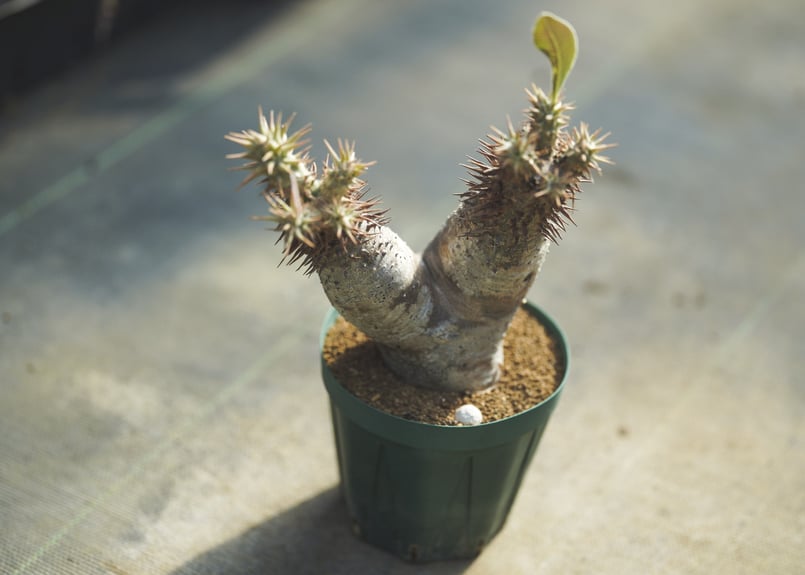 パキポディウム ホロンベンセ | mana's farm:塊根植物・アガベ・ドライ