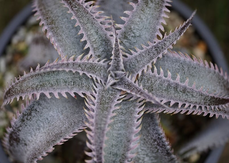 Dyckia marnier-lapostollei var. Bahia ⑴（House Plant - Dyckia 