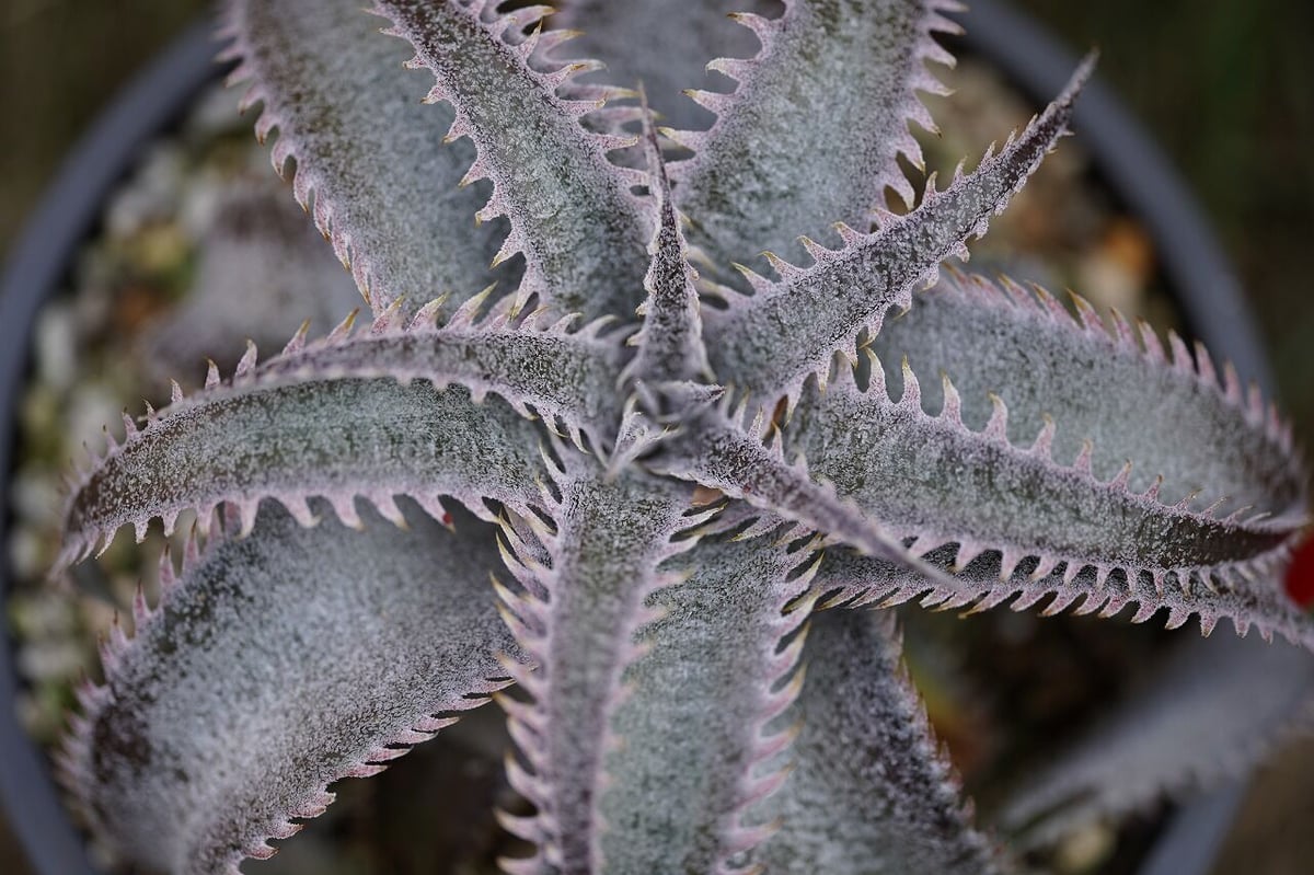 Dyckia marniel marnier lapostollei pinkspine |