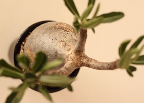 Pachypodium Gracilius パキポディウム  グラキリス  №１１