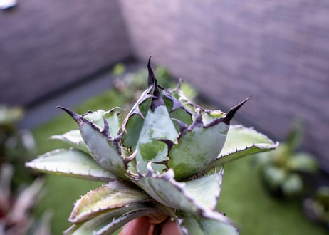 Agave B&B C NO.1