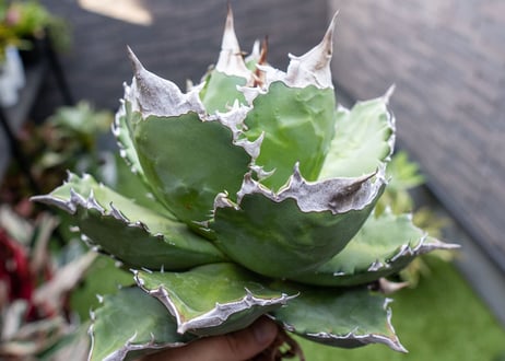 Agave White flame 白火焔