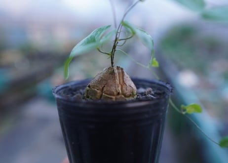 亀甲竜　Dioscorea elephantipes　No.9