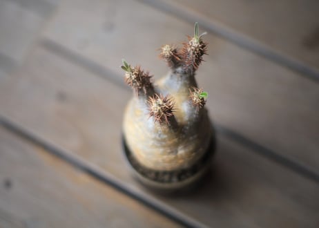 グラキリス　 Pachypodium Gracilius