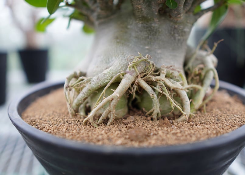 アデニウム　アラビカム アデニウム・アラビカム | モンスター塊根植物 - 観葉植物専門店cocoha