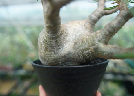 パキポディウム　グラキリス　 Pachypodium Gracilius  No.4