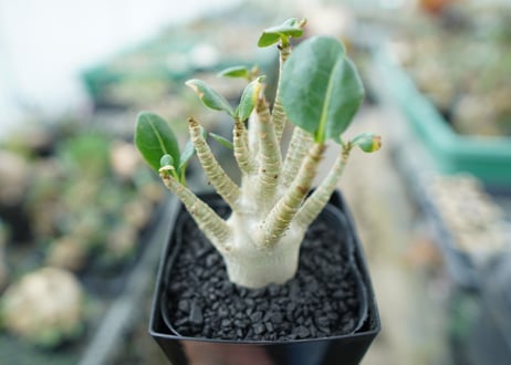 アデニウム　Adenium　No.3