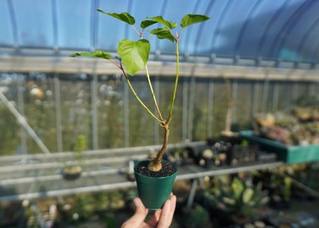 フィカス パルメリー Ficus palmeri  No.2
