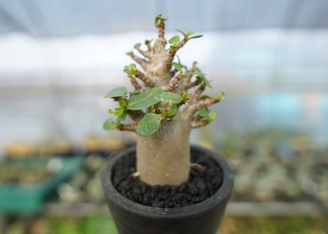 アデニウム　Adenium　No.12
