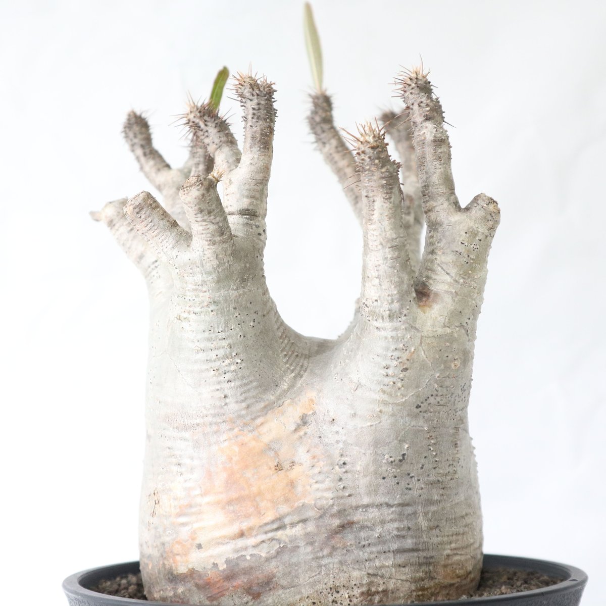 パキポディウム グラキリス | mana's farm:塊根植物・アガベ・ドライ