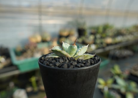 アガベ　チタノタ　ホワイトアイス 　agave titanota whiteice  No.2