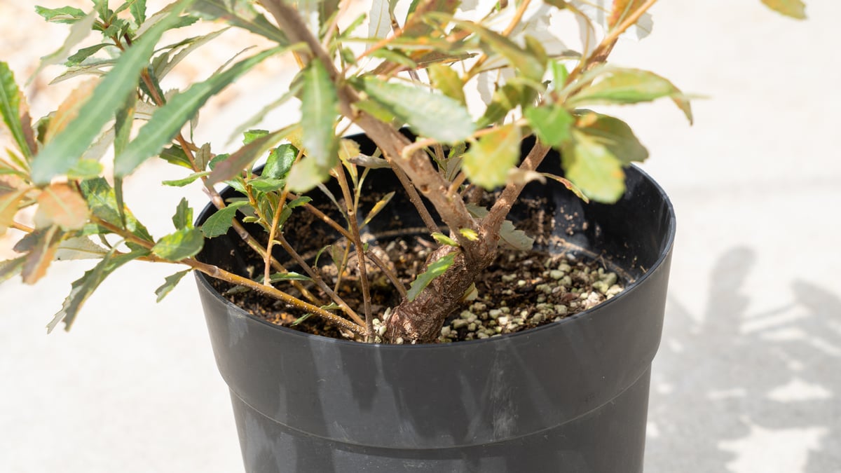 コースト バンクシア | mana's farm:塊根植物・アガベ・ドライガーデン