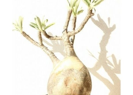 Pachypodium Gracilius パキポディウム  グラキリス  №11