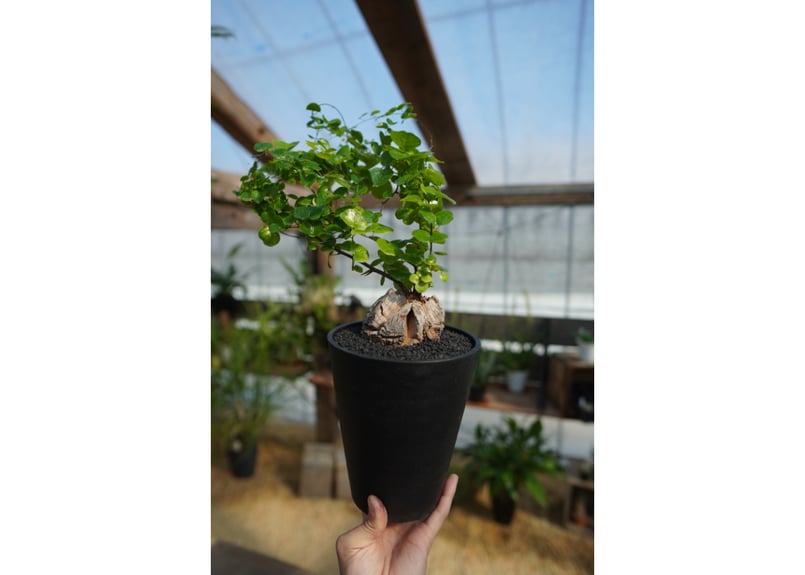 亀甲竜 No.2 | mana's farm:塊根植物・アガベ・ドライガーデン植物販売