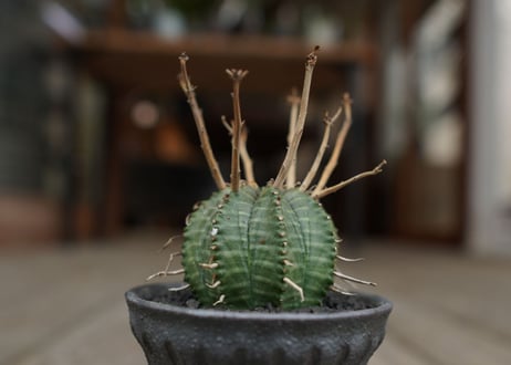 ユーフォルビア　バリダ　”塊根植物スターターセット”