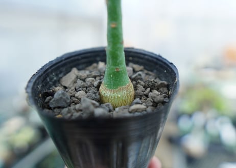 アデニア　グラウカ　Adenia Glauca　No.3