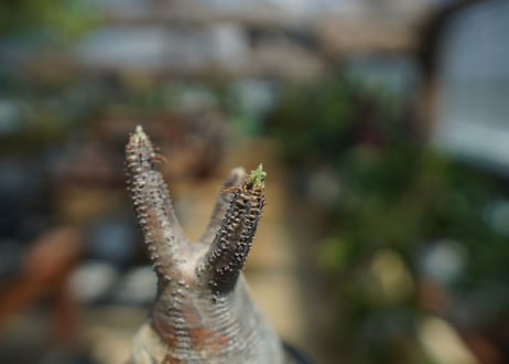 【未発根】パキポディウム　グラキリス　 Pachypodium Gracilius  No.10