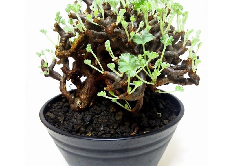 ペラルゴニウム ミラビレ Pelargonium mirabile №2 | mana's g ペラルゴニウム ミラビレ Pelargonium mirabile №2 | mana's g