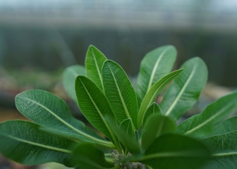 パキポディウム　恵比寿大黒　Pachypodium Densicaule　No.9