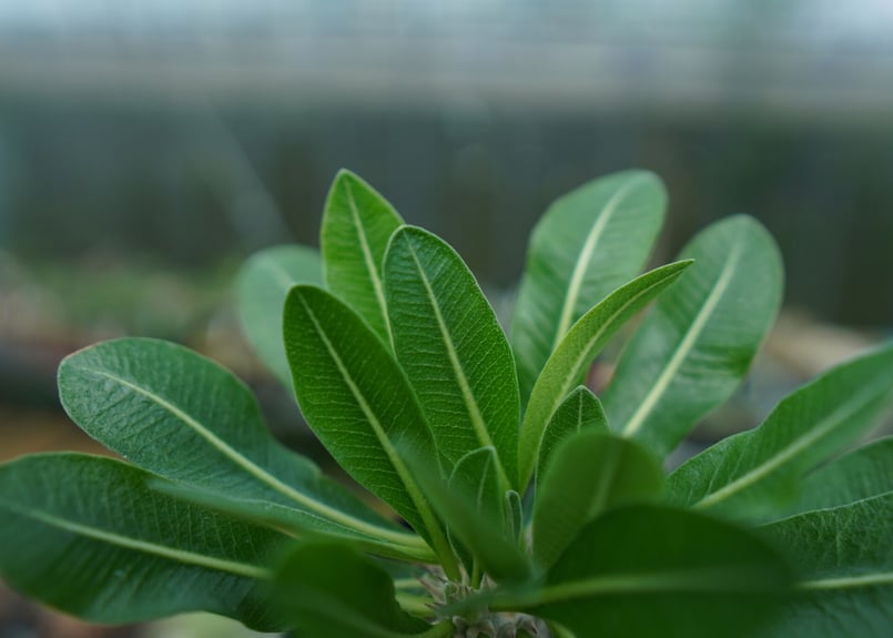 パキポディウム 恵比寿大黒 Pachypodium Densicaule No.9 | man