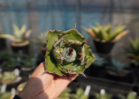 agave　titanota　ブラックアンドブルー　No.11