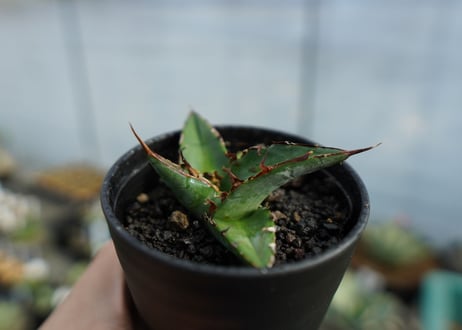 アガベ　オテロイ　agave oteroi　No.3