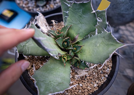 agave titanota　白鯨  カキコ株