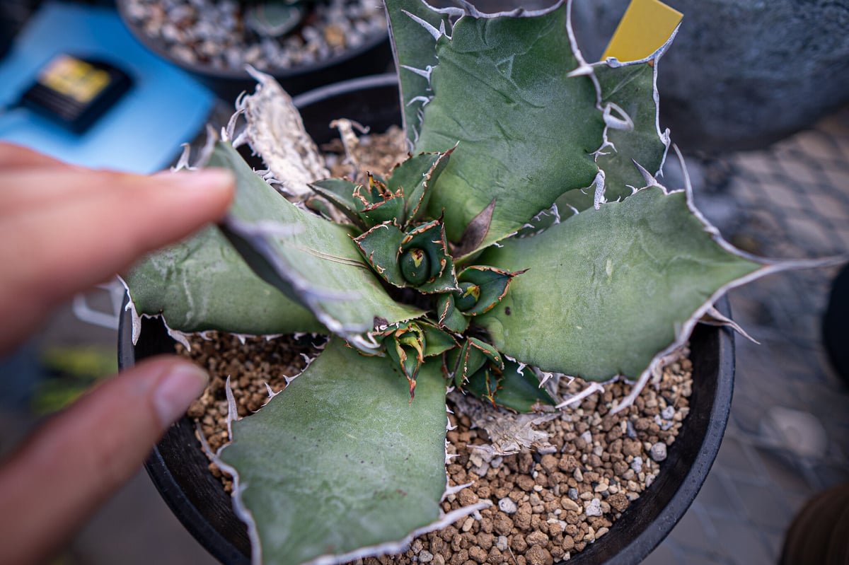 agave titanota 白鯨 カキコ株 | mana's farm:塊根植物・アガベ・