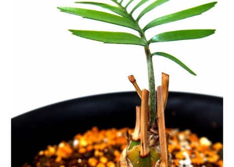 Encephalartos longifolius　エンセファラルトス　ロンギフォリウス