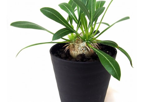 パキポディウム デンシカウレ 恵比寿大黒　Pachypodium densicaule  №1