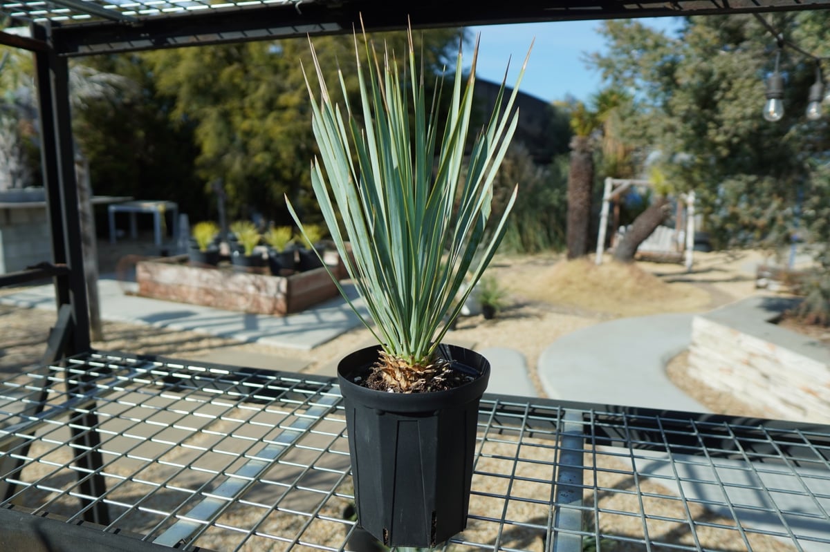 【3頭 ギドラ】ユッカ　ロストラータ　トリプヘッド 3頭 ギドラ】ユッカ ロストラータ トリプヘッド