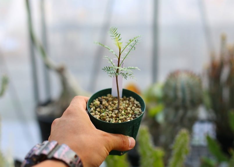 ブルセラミクロフィラ　実生　ブルセラ　コミフォラ ブルセラ ミクロフィラ Bursera microphylla 20230902 | SPG
