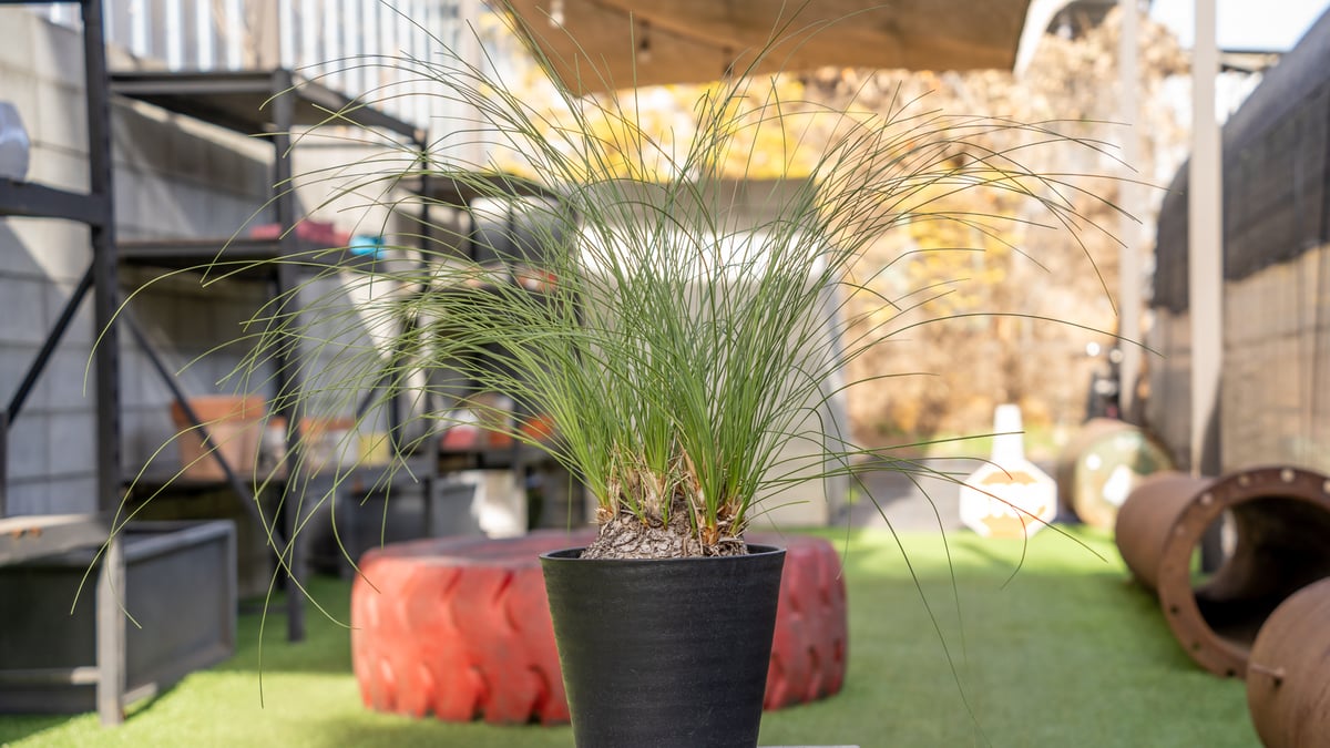 カリバナス フーケリー | mana's farm:塊根植物・アガベ・ドライ