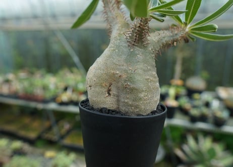 パキポディウム　グラキリス　 Pachypodium Gracilius　No.3