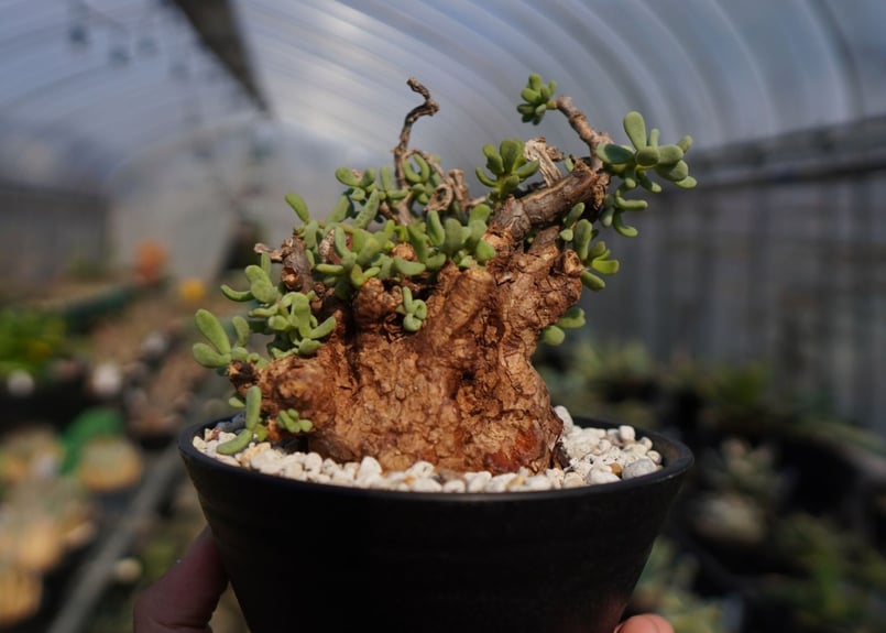 ケラリア ピグマエア Ceraria pygmaea No.2 | mana's farm: