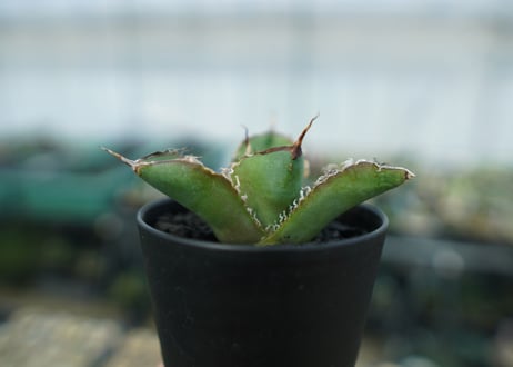 アガベ　チタノタ　白鯨　Agave titanota White whale　No.4