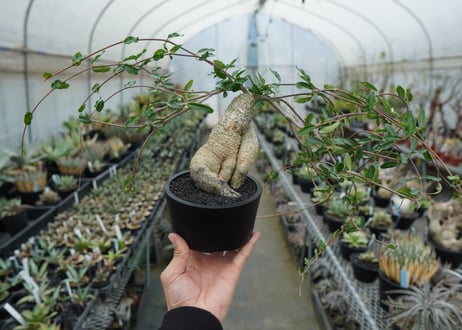 フォッケア　エデュリス　”火星人”　Fockea edulis
