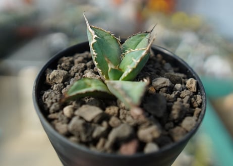 カキコアガベ　チタノタ　FO-76　agave titanota  FO-76　No.2