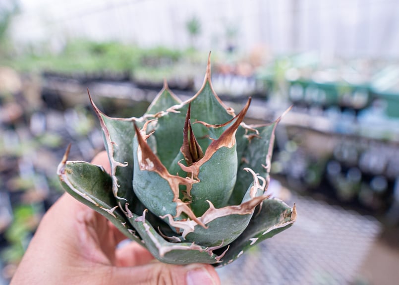 アガベ 白鯨 | mana's farm:塊根植物・アガベ・ドライガーデン