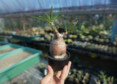 パキポディウム　グラキリス　 Pachypodium Gracilius  No.9