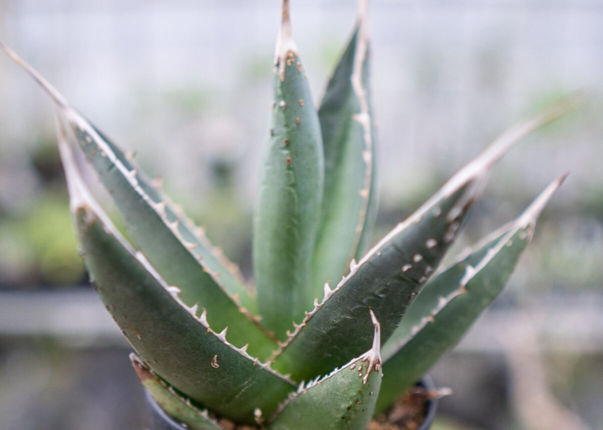 アガベ パープソラム | mana's farm:塊根植物・アガベ・ドライガーデン