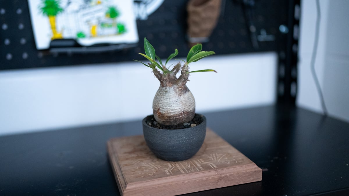 パキポディウム グラキリス 沖縄管理株 | mana's farm:塊根植物