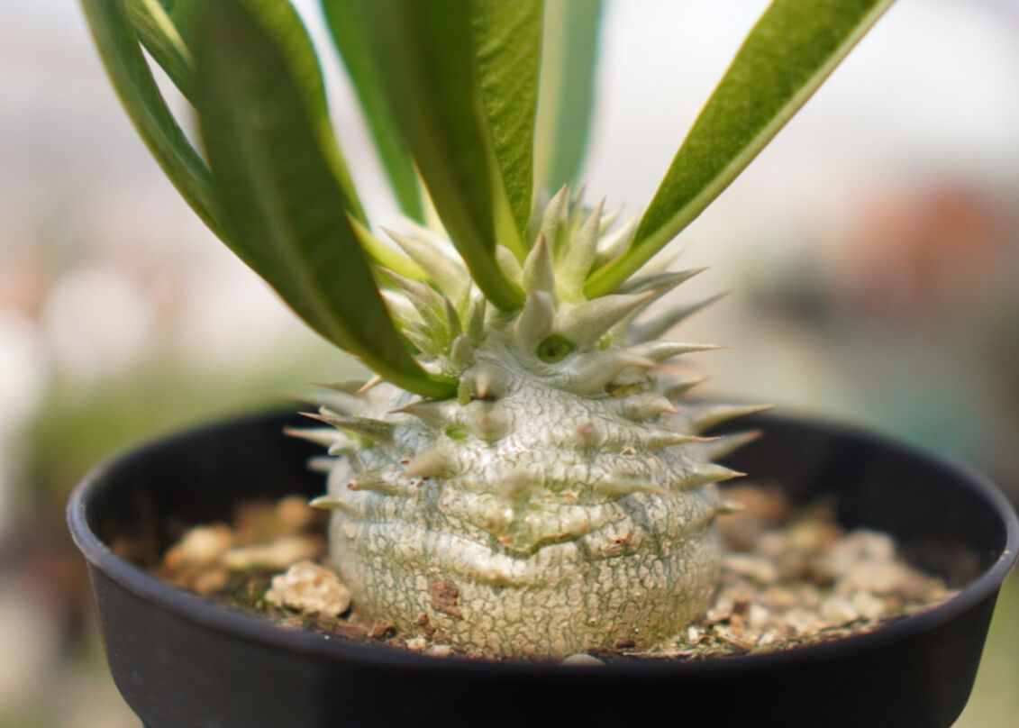 パキポディウム 恵比寿大黒 NO.1 | mana's farm:塊根植物・アガベ