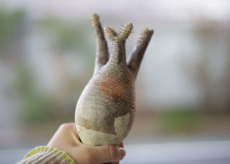 グラキリス　抜き苗《 21 》