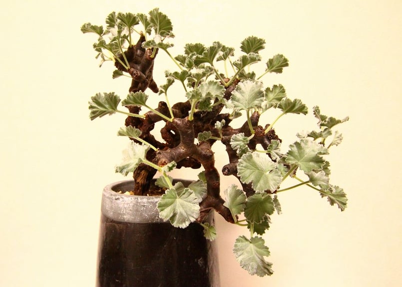 ペラルゴニウム ミラビレ Pelargonium mirabile | mana's farm