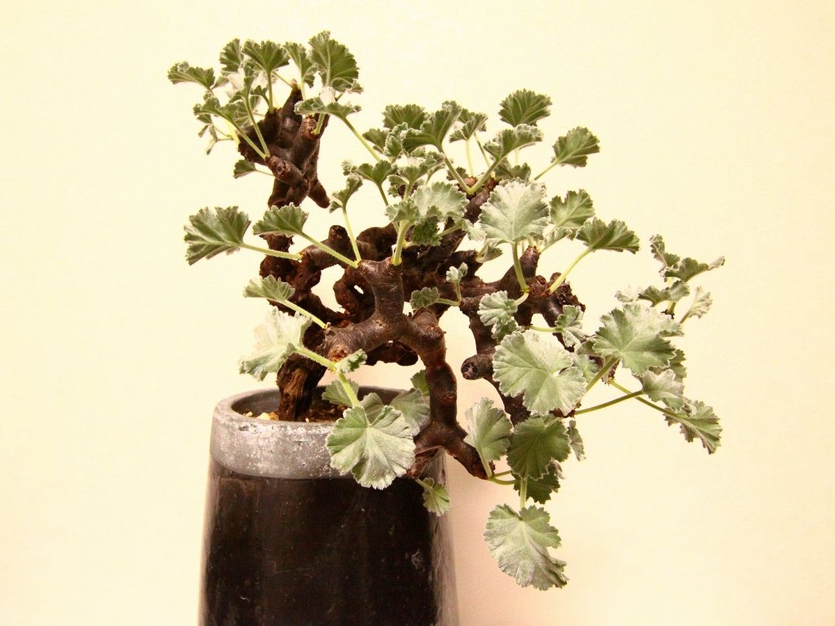 ペラルゴニウム ミラビレ Pelargonium mirabile | mana's farm