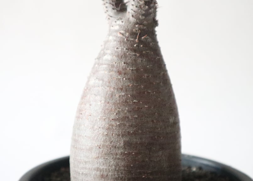 パキポディウム グラキリス no.44 | mana's farm:塊根植物・アガベ