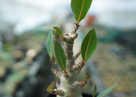 アデニウム　Adenium　No.3