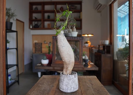 火星人　Fockea edulis