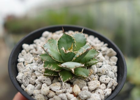 agave　titanota　フィリグリー　№1